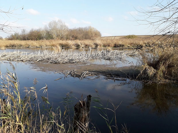 Воде све мање, а риба изумире: Забрињавајућа ситуација на језеру надомак Сомбора